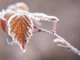 заморозки