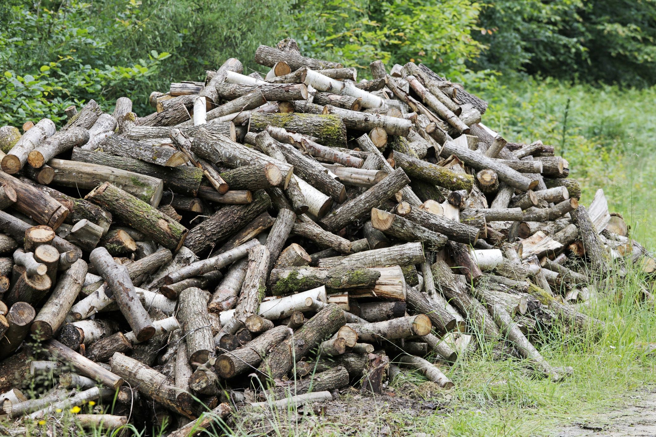 ліс дрова