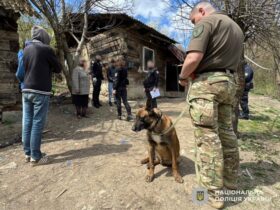 люди, вулиця, пес, дерево