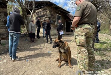 люди, вулиця, пес, дерево