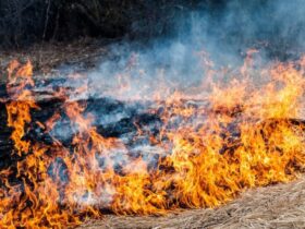 горит сухостой