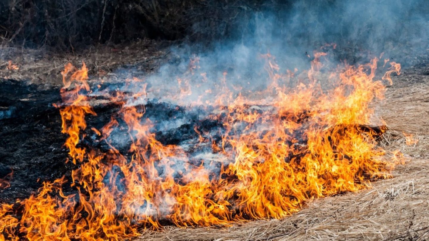 горит сухостой