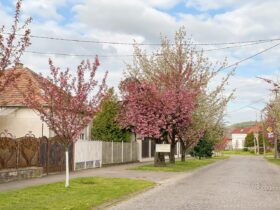 вулиця, будинки, дерева, квіти