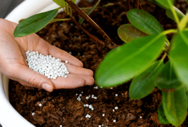 добрива та пестициди