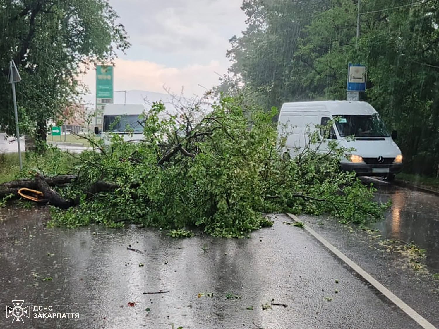 дорога, автівки, дерева, небо