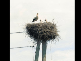 стовп, гніздо, птахи